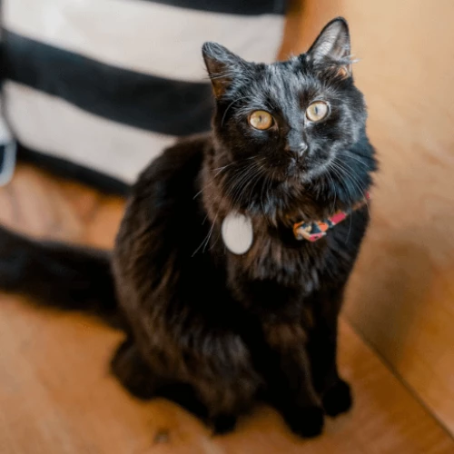 Elvira