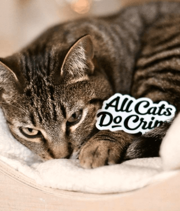 cat crimes 7 cat-crimes-7